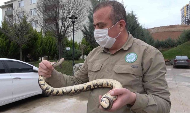 TikTok'tan paylaştığı piton yılanı başına dert oldu: 8 bin 692 lira ceza yedi