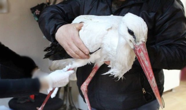 Tüfekle vurulmuştu, sağlığına kavuşunca doğaya salındı