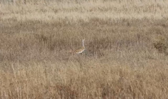 Türkiye'de nesli tehlike altındaki toy kuşu Hatay'da görüntülendi