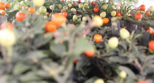 Türkiye'nin çiçek ihtiyacının yüzde 60'ını karşılayan Yalova'da Öğretmenler Günü yoğunluğu