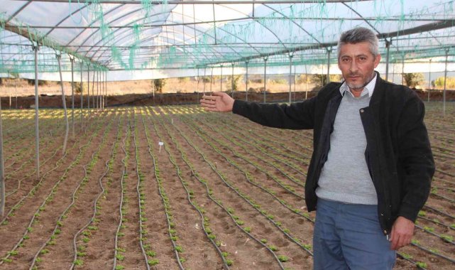 Türkiye'nin yüzde 50 marul ihtiyacını bu bölge sağlıyor