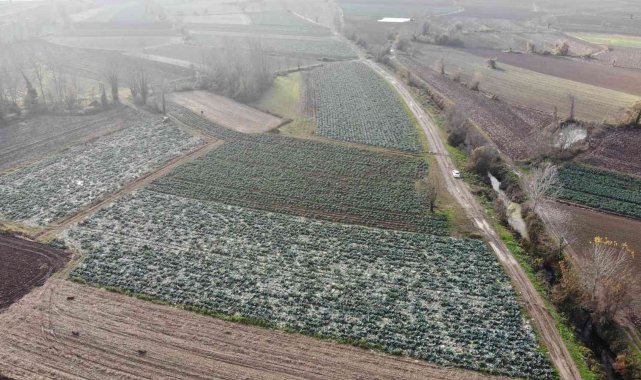 Turşuların başrol oyuncusu lahananın hasadına başlandı