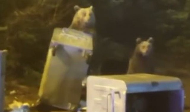 Uludağ'da aç kalan ayı ailesi yerleşime indi çöp konteynerlerini böyle dağıttı