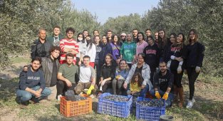 Üniversitelilerden gönüllü zeytin hasadı