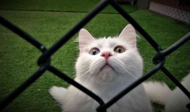 Van kedileri kışa hazır