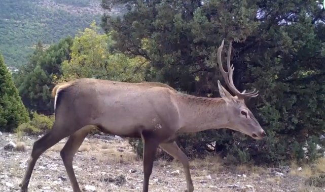 Yaban hayatın bir birinden ilginç görüntüleri fotokapanlara yansıdı