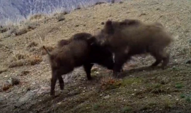 Yaban hayatından görüntüler fotokapana yansıdı
