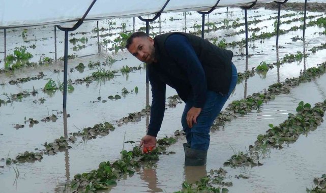 Yağmurla gelen sel, 55 dekar çilek serasını göle çevirdi