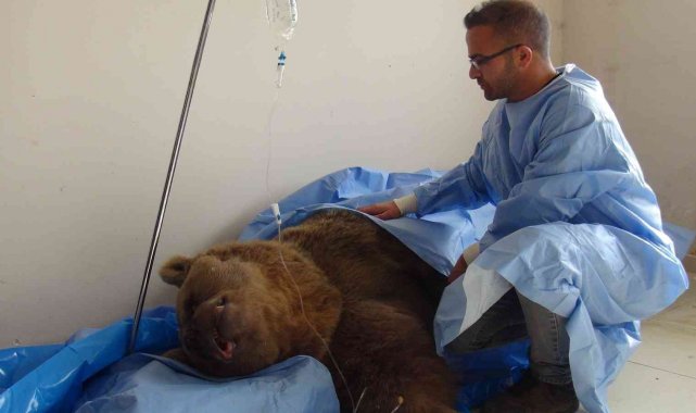 Yaralı ayıya 'Lokman Hekim' şefkati