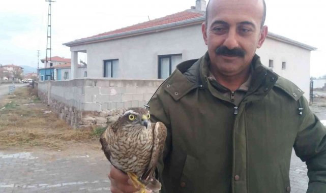 Yaralı kerkenez kuşuna yardım eli