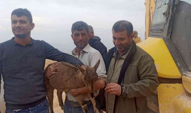 Yavru yaban keçisi tedaviye alındı