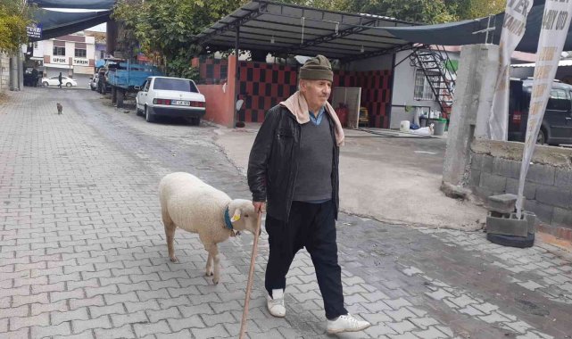 Yavruyken alıp beslediği koyun sahibinin peşini bir an olsun bırakmıyor