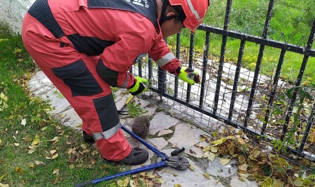 Yolunu şaşıran kirpi korkuluklara sıkıştı