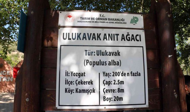 Yozgat'taki anıt ağaçlar zamana meydan okuyor