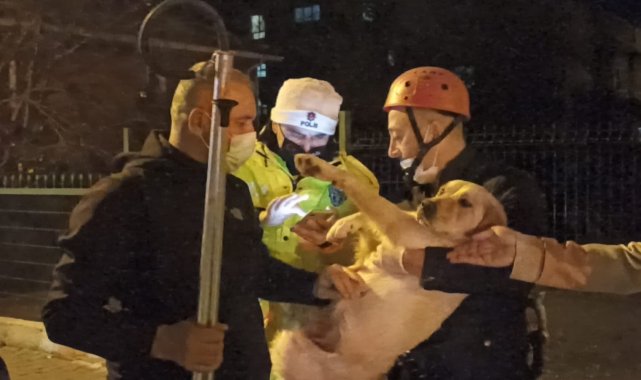 10 gündür aç ve susuz balkonda mahsur kalan köpek kurtarıldı