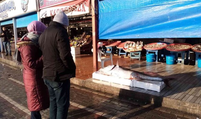 100 kiloluk torik ağlara takıldı