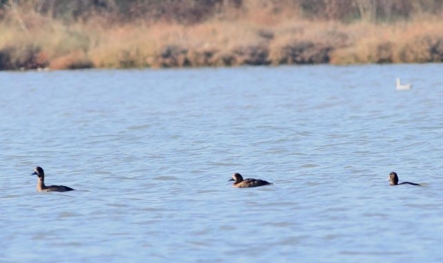 11 yıl sonra Hersek lagününde görüntülendi
