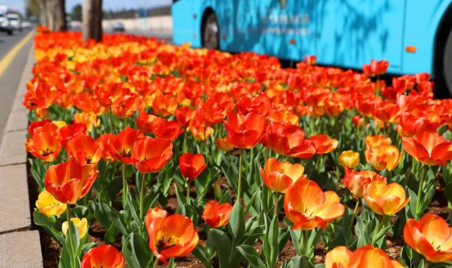 210 bin lale soğanı toprakla buluşuyor