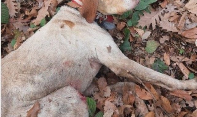 30 metre derinlikten vadiye düşen Boncuk&#039;a kurtarma operasyonu