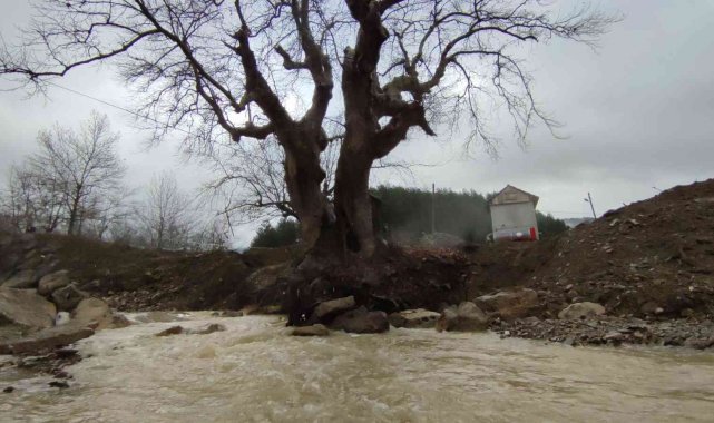 300 yıllık çınar ağacı kurtarıldı