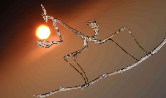 32 yıldır peygamberdevesinin ilginç karelerini fotoğraflıyor