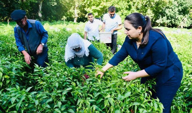 &#039;Oyratlı biberi&#039; için coğrafi işaret başvurusu yapıldı