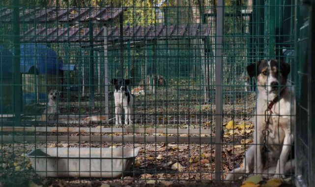 4 ayda 600 sokak hayvanına umut oldular