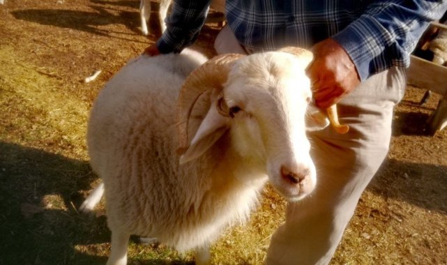 4 boynuzlu 'Mana' görenleri şaşırtıyor