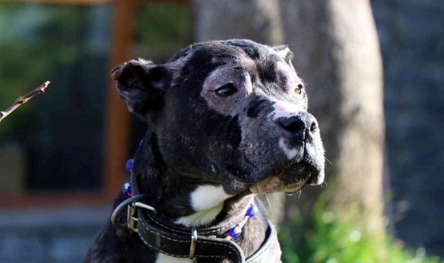 43&#039;ü yasaklı 1850 hayvanı misafir ediyor