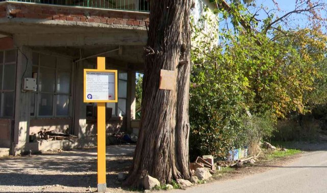 5 asırlık anıt ardıç ağacı tescillendi