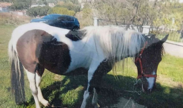 6 aylık çalışma sonunda çalınan atını buldu
