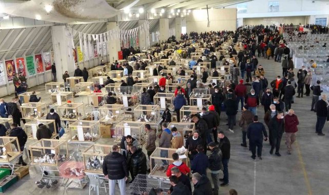 7 farklı ülkeden hakemlerin yer aldığı festivalde 10 bine yakın güvercin sergilendi