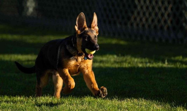 ABD Başkanı Biden&#039;ın yeni köpeği &#039;Commander&#039;
