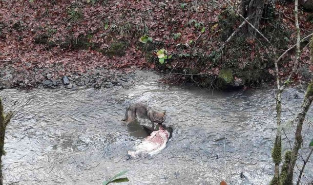 Aç kalan kurdun yaban domuzunu yediği anlar cep telefonu ile görüntülendi