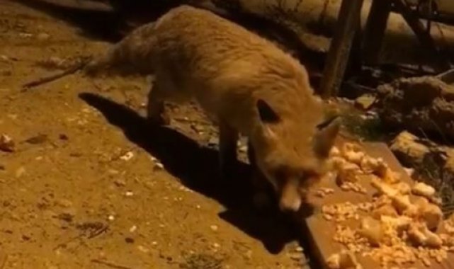 Aç kalan tilki şehir merkezine inerek karnını doyurdu