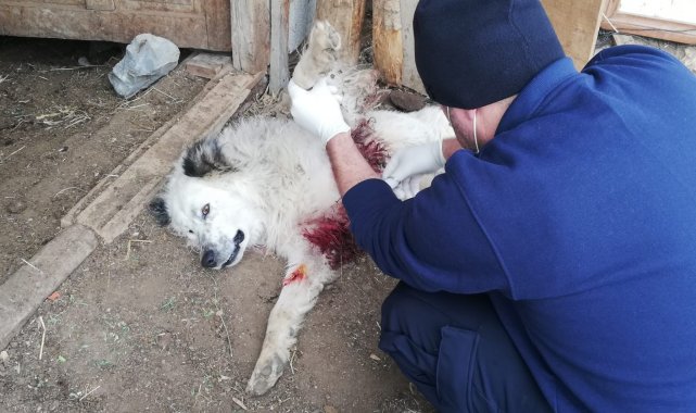 Aç kurtlar çoban köpeğini ağır yaraladı