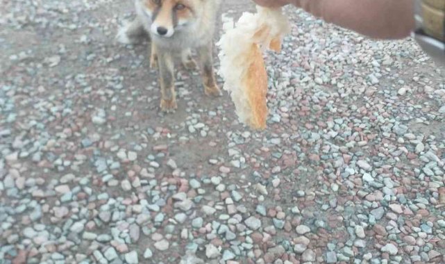 Aç yavru tilki Karayollarına sığındı