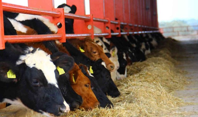 ADSYB&#039;den &#039;Düve desteği&#039; açıklaması