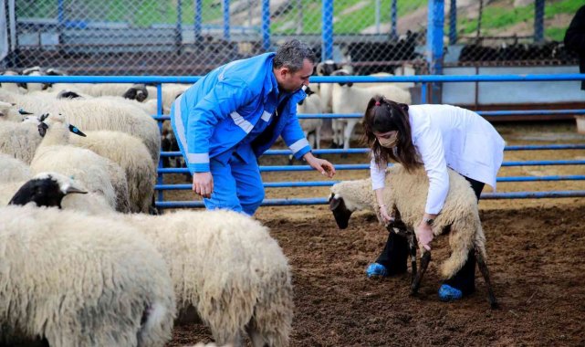 ADÜ Veteriner Fakültesi öğrencileri Sakız Koyunu Çiftliği&#039;nde ders yaptı