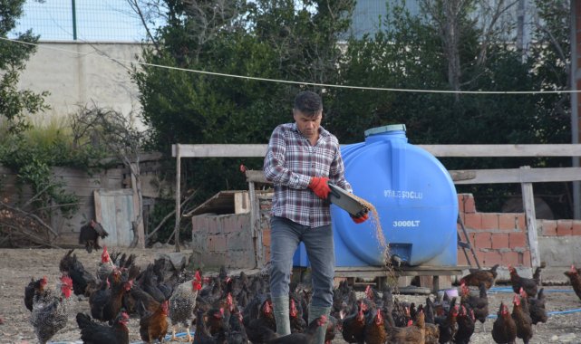 Afgan Ramazani Sinop'ta yumurta üretimi yapıyor
