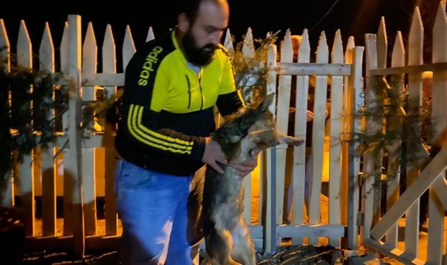 Afyonkarahisar'da zehirli yiyecekler ile hayvan katliamı