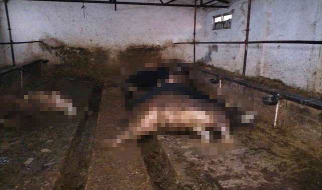 Ahırda elektrik akımına kapılan 20 hayvan telef oldu