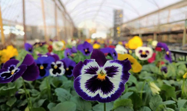 Akdeniz rengarenk çiçeklerle donatılacak