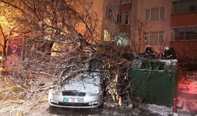 Aksaray'da etkili olan kar yağışı ağaçları devirdi