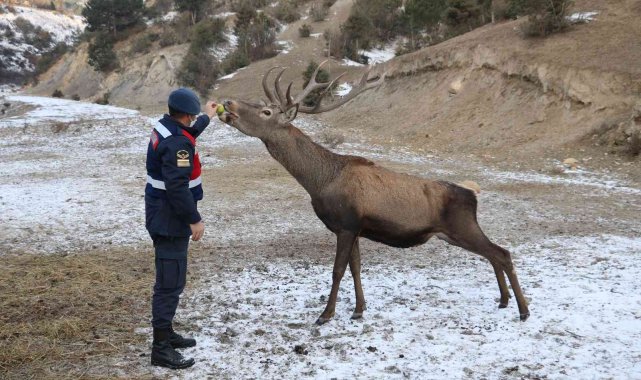 Alageyik sürüsü, her gün geldikleri kışlada karınlarını doyuruyor