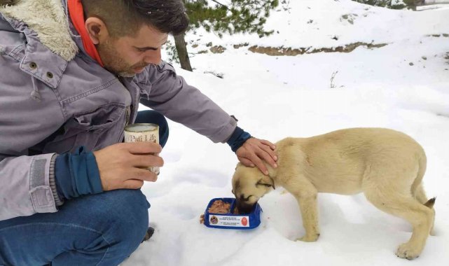 Alanya'nın karlı yaylalarında sokak hayvanlarına mama desteği