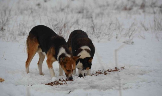 Alaplı Belediyesi, sokak hayvanlarını unutmadı