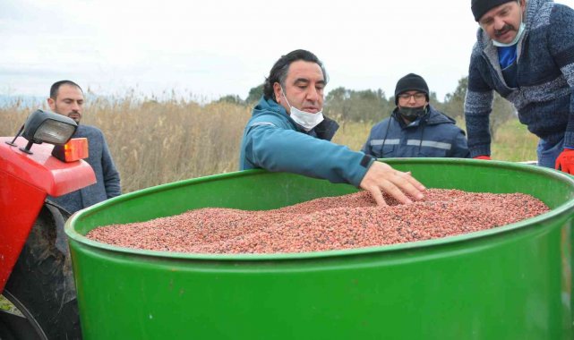 Aliağa'da Damızlık Koyun Üretim Merkezi için yem bitkisi ekildi