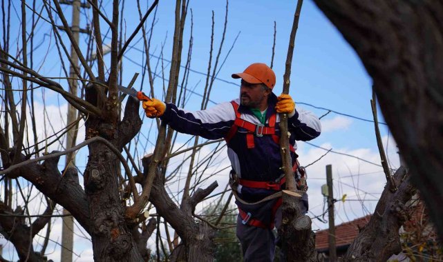 Altıeylül'de yeşil alan ve parklarda kış hazırlığı