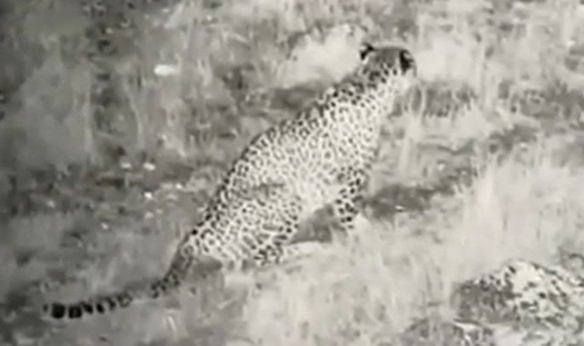 Anadolu Parsı ilk kez bu kadar net görüntülendi